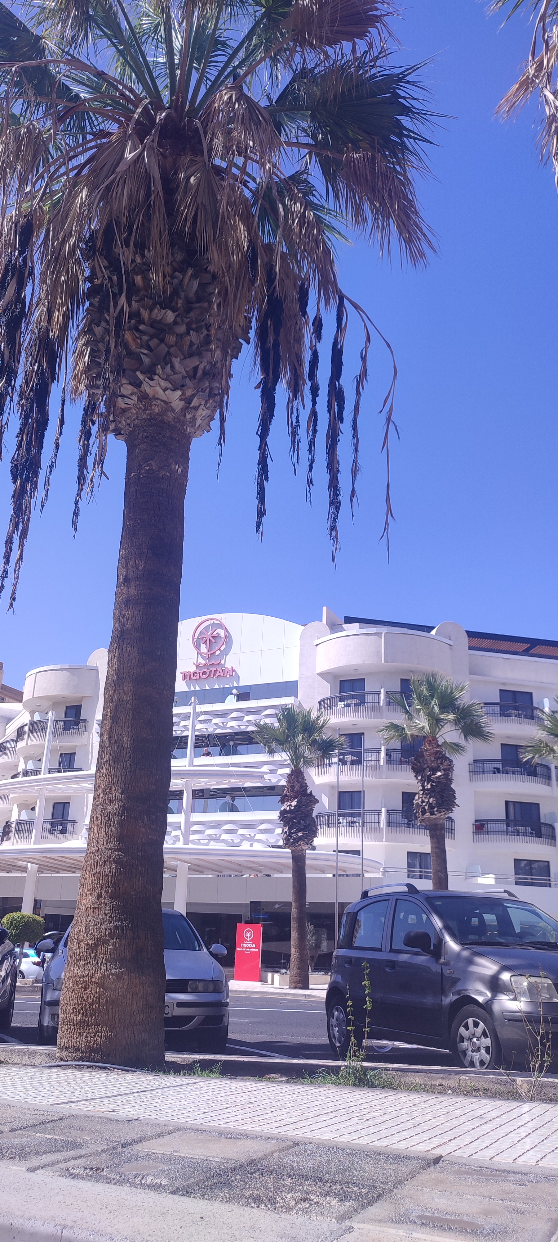 Palmera alta y uno de muchos hoteles